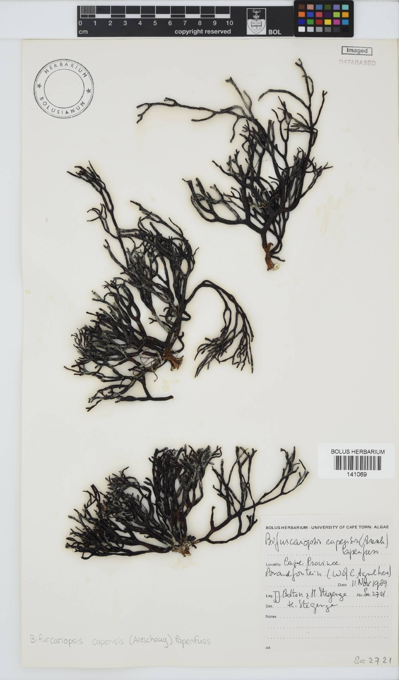 Bifurcariopsis image