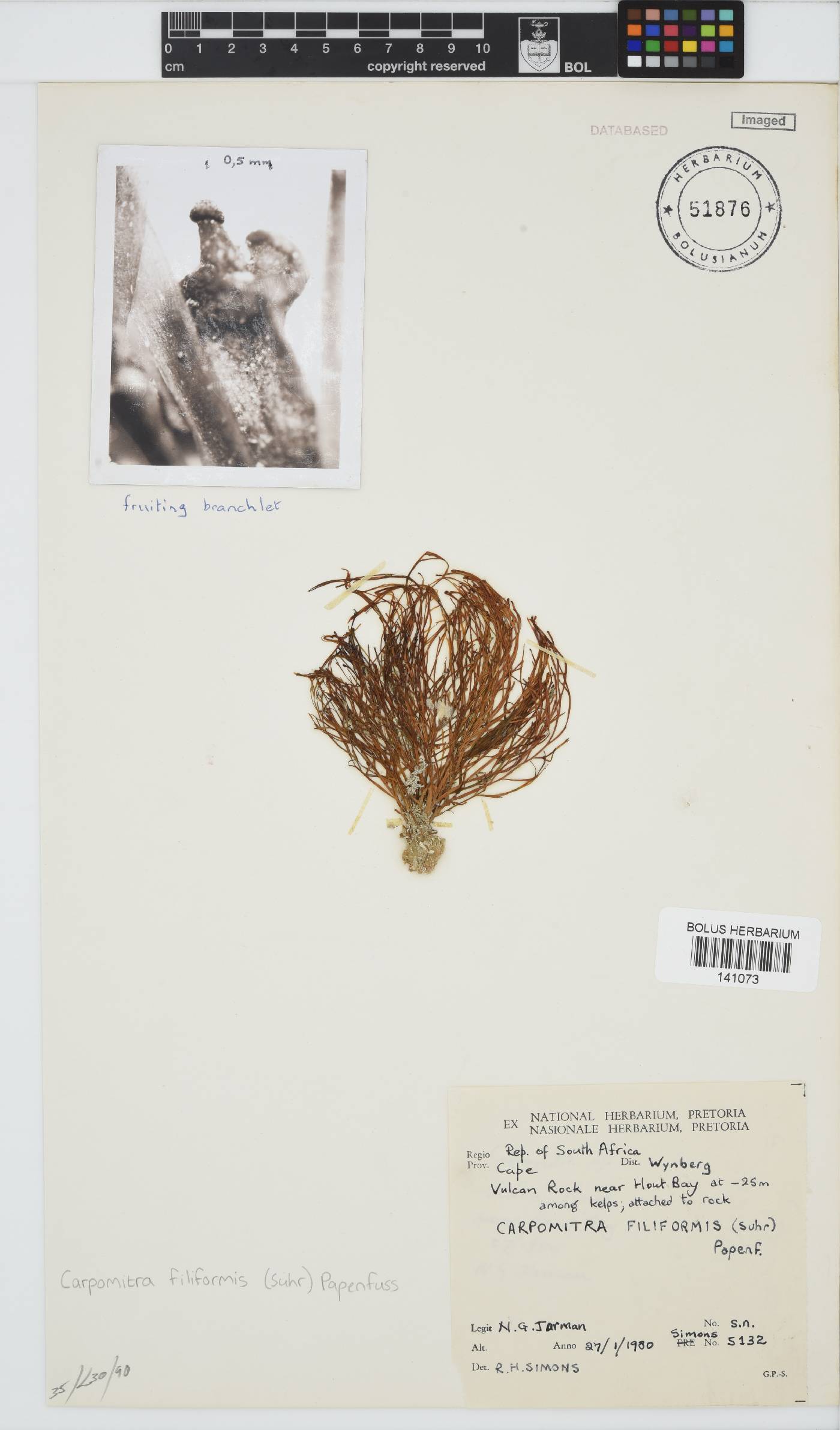 Carpomitra filiformis image