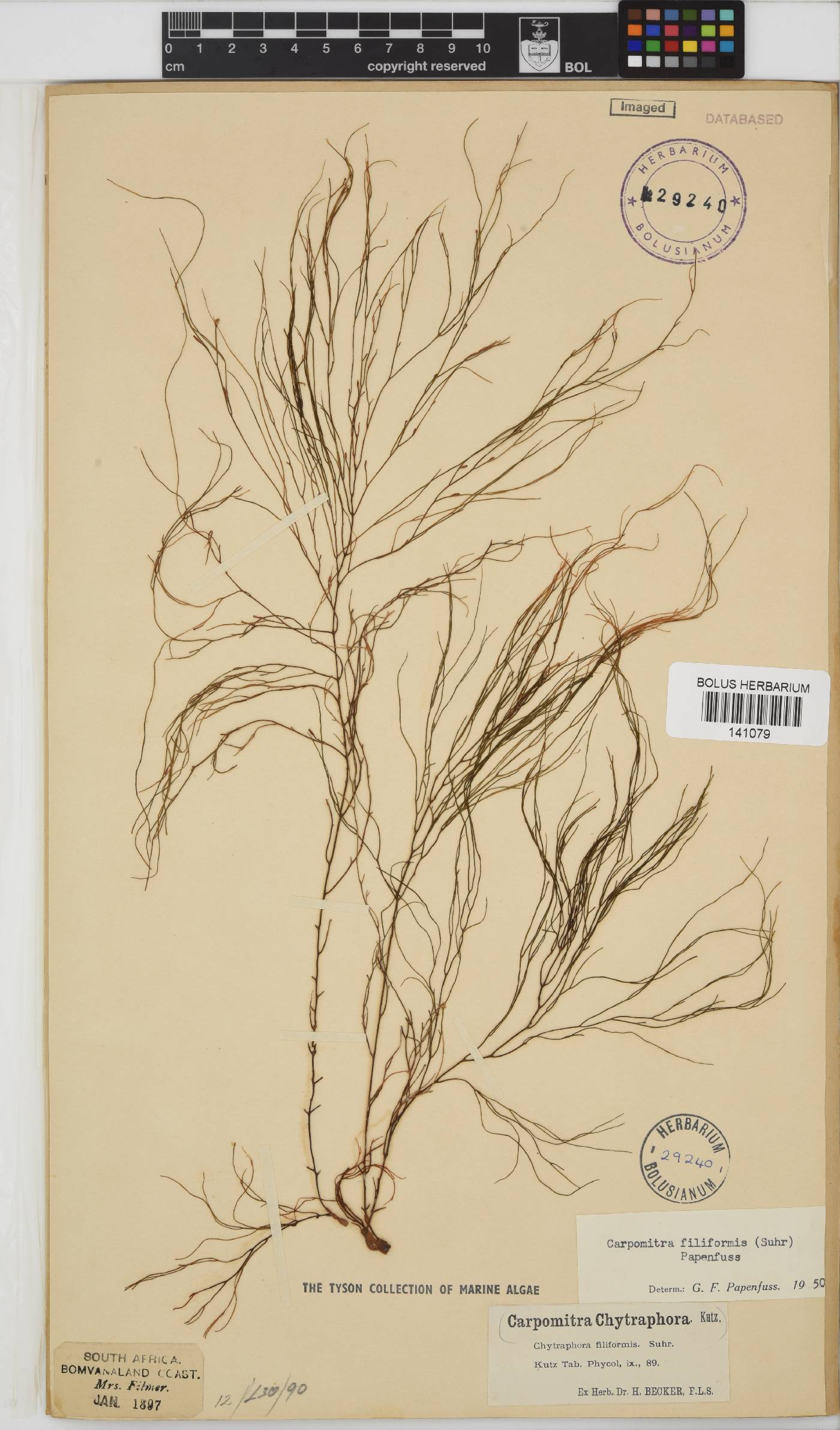 Carpomitra filiformis image