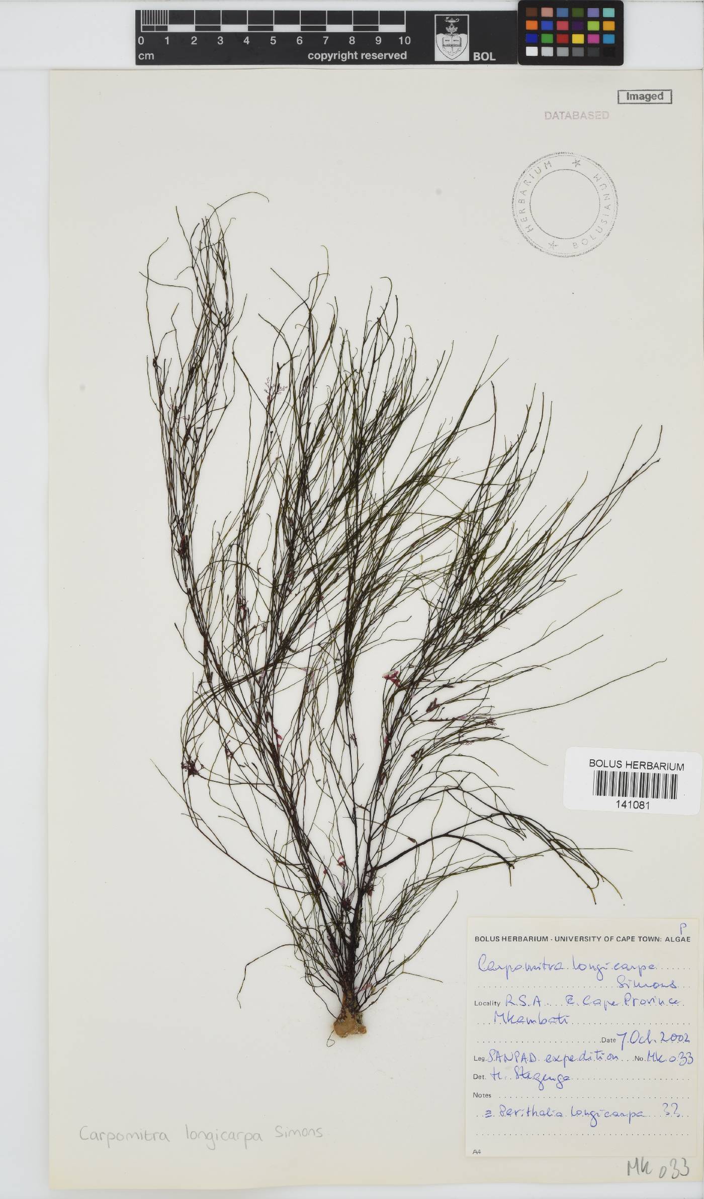 Carpomitra longicarpa image