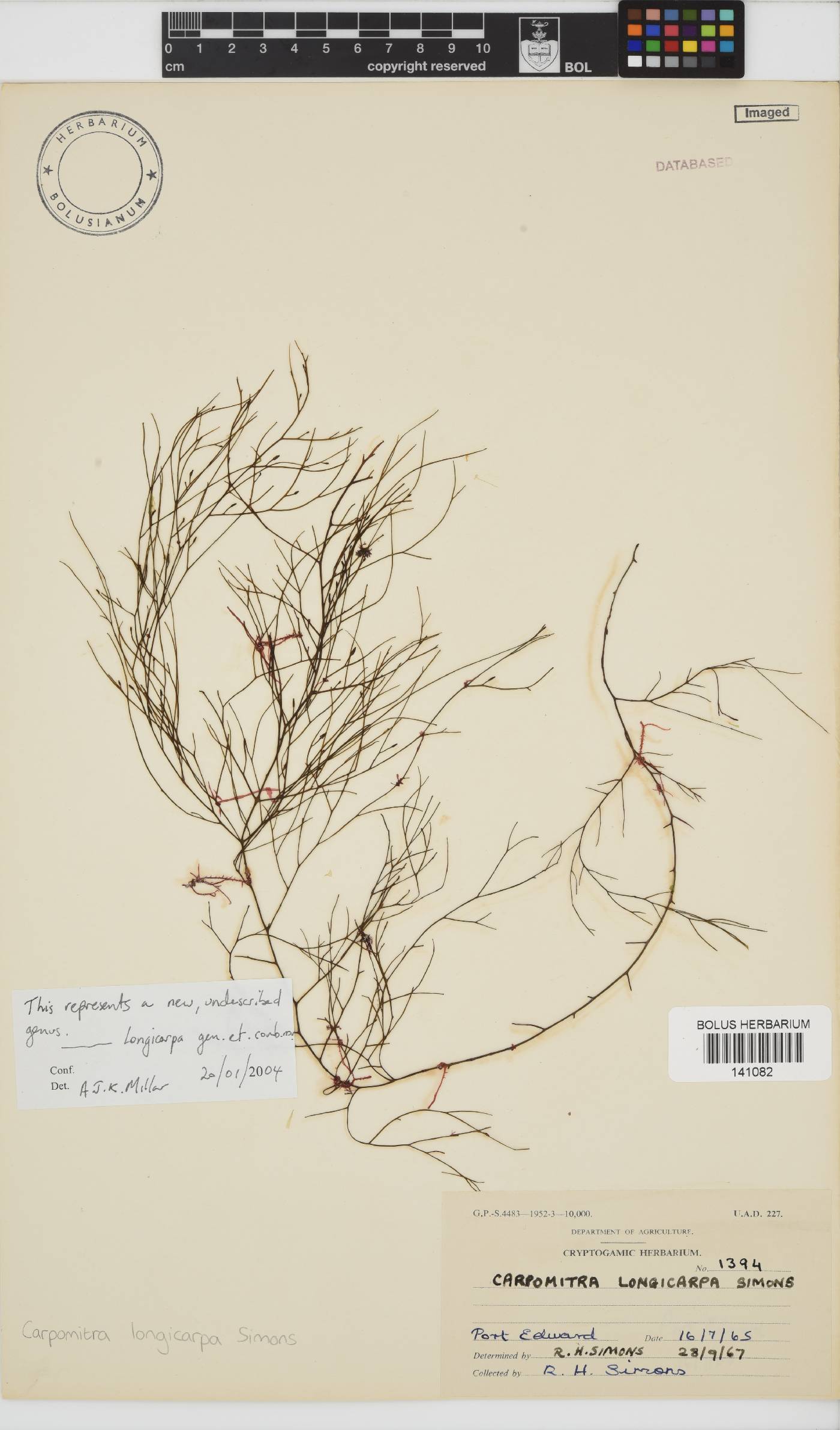 Carpomitra longicarpa image