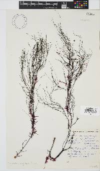 Carpomitra longicarpa image