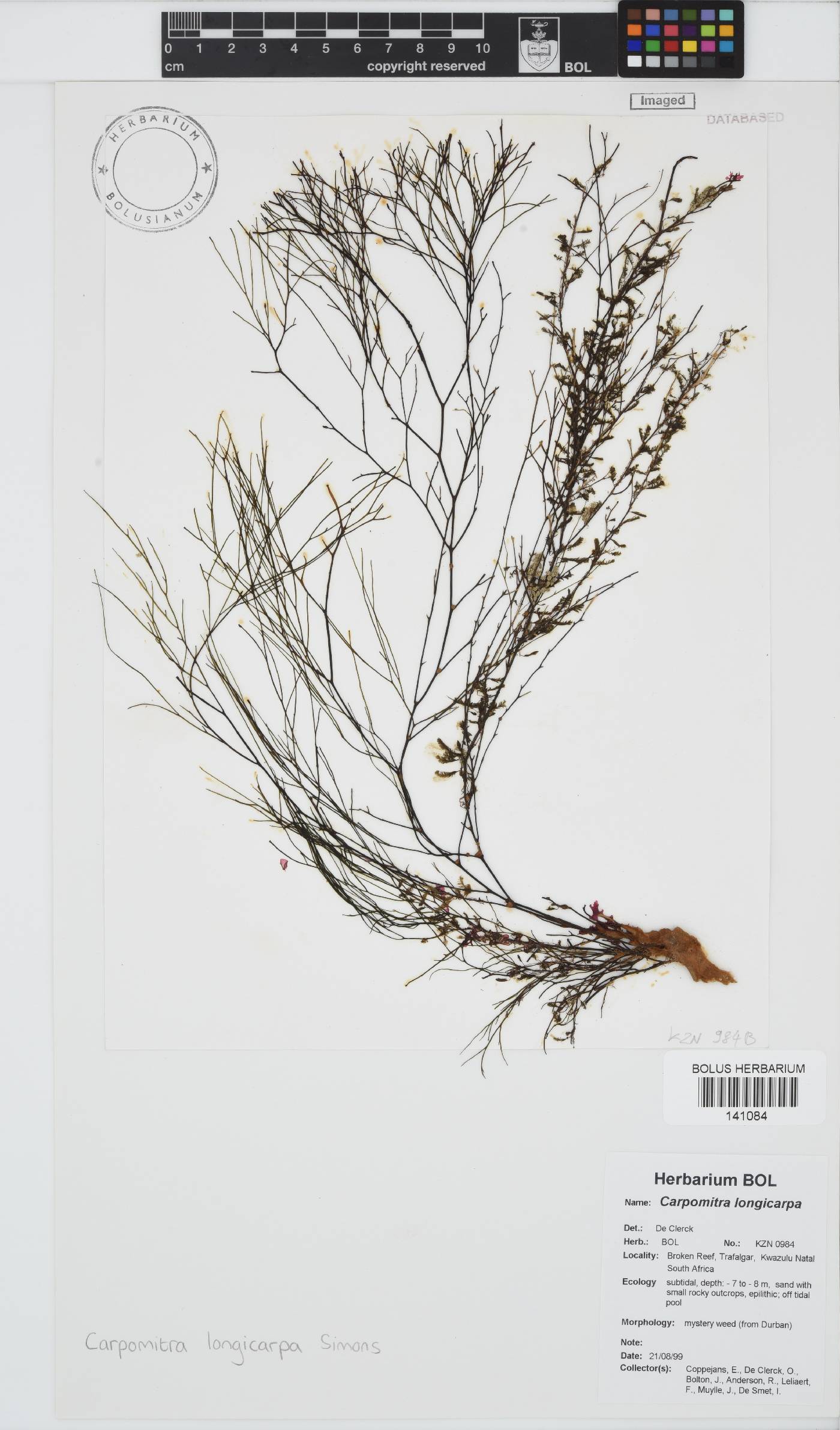 Carpomitra longicarpa image