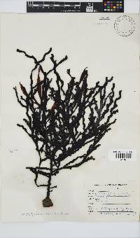 Oerstedtia scalaris image