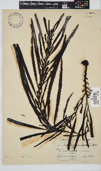 Oerstedtia scalaris image