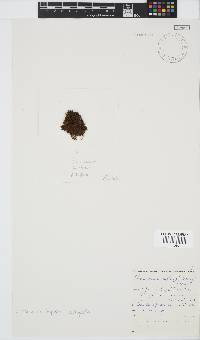 Image of Pseudochnoospora implexa