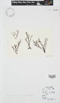 Chnoospora minima image