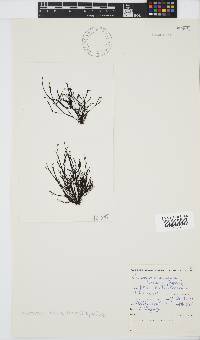 Chnoospora minima image