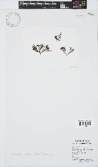 Chnoospora minima image