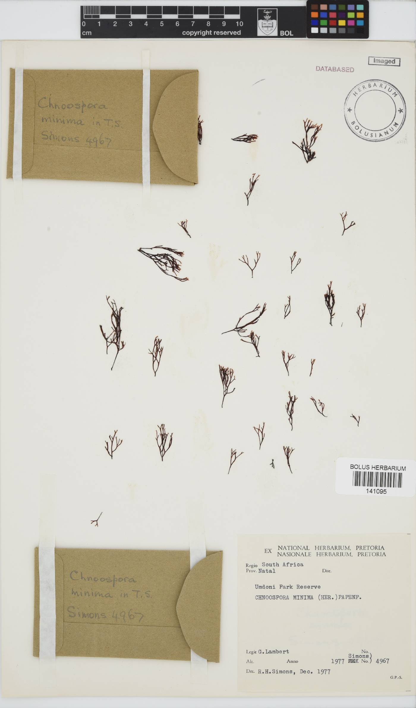 Chnoospora minima image