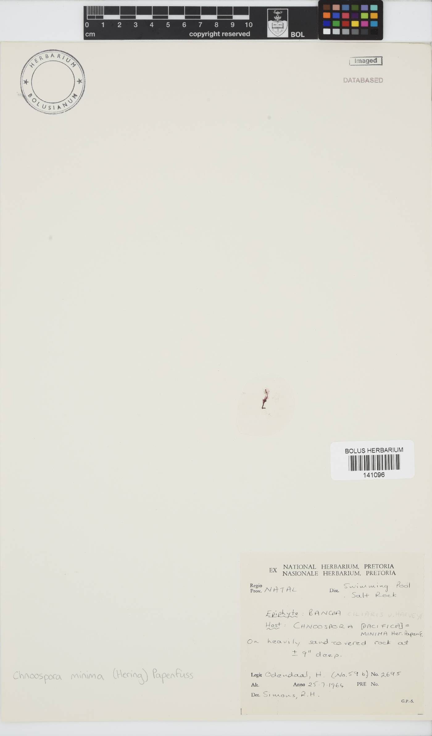 Chnoospora minima image