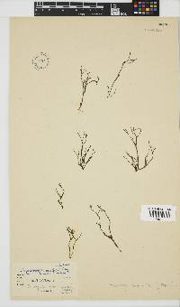 Chnoospora minima image