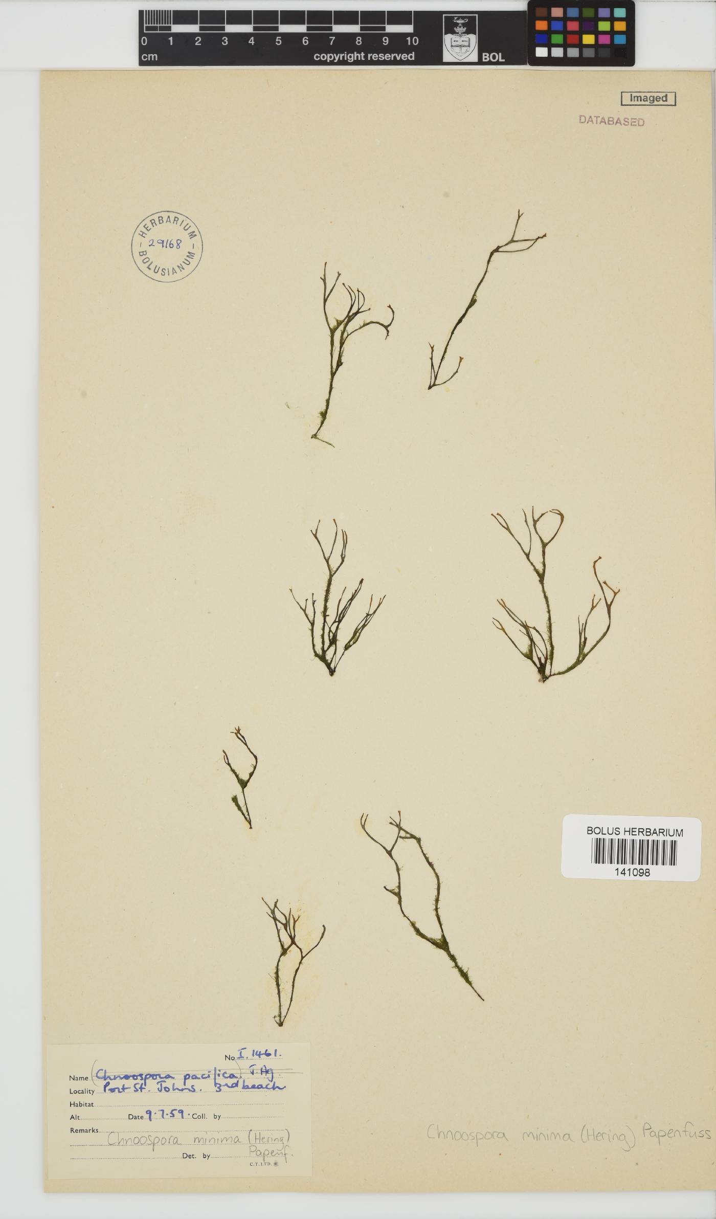 Chnoospora image