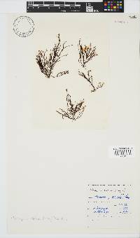 Chnoospora minima image