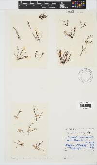 Chnoospora minima image