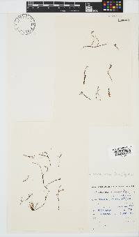 Chnoospora minima image