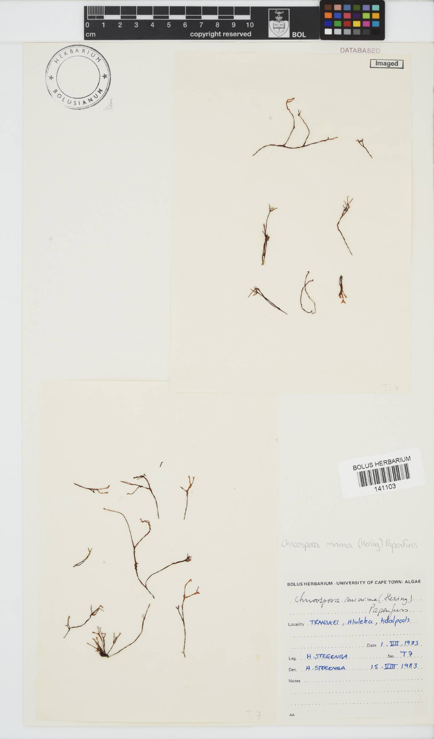 Chnoospora minima image