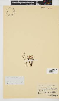 Chnoospora minima image