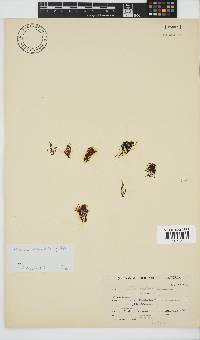 Chnoospora minima image