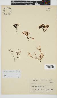 Chnoospora minima image
