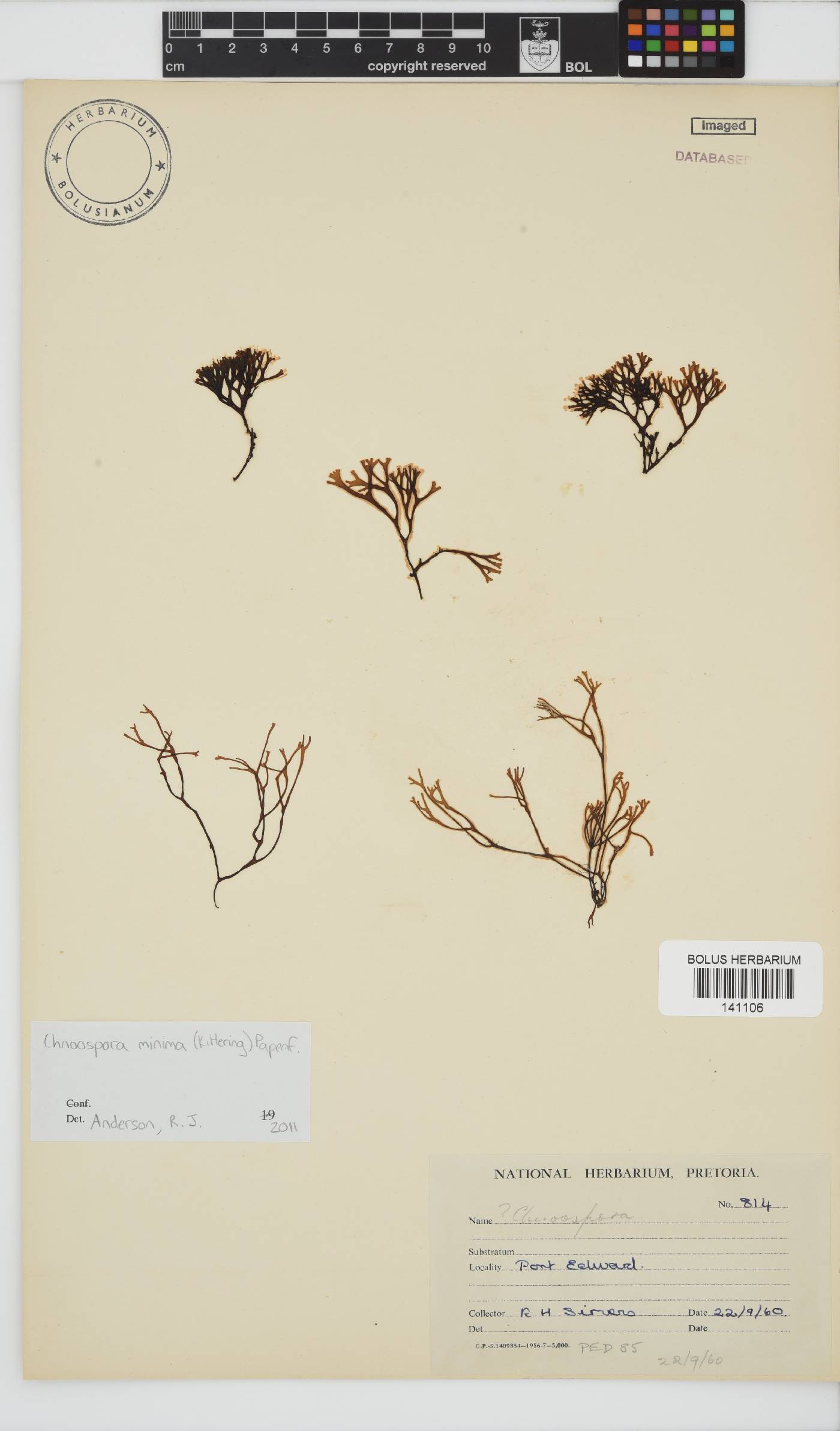 Chnoospora minima image