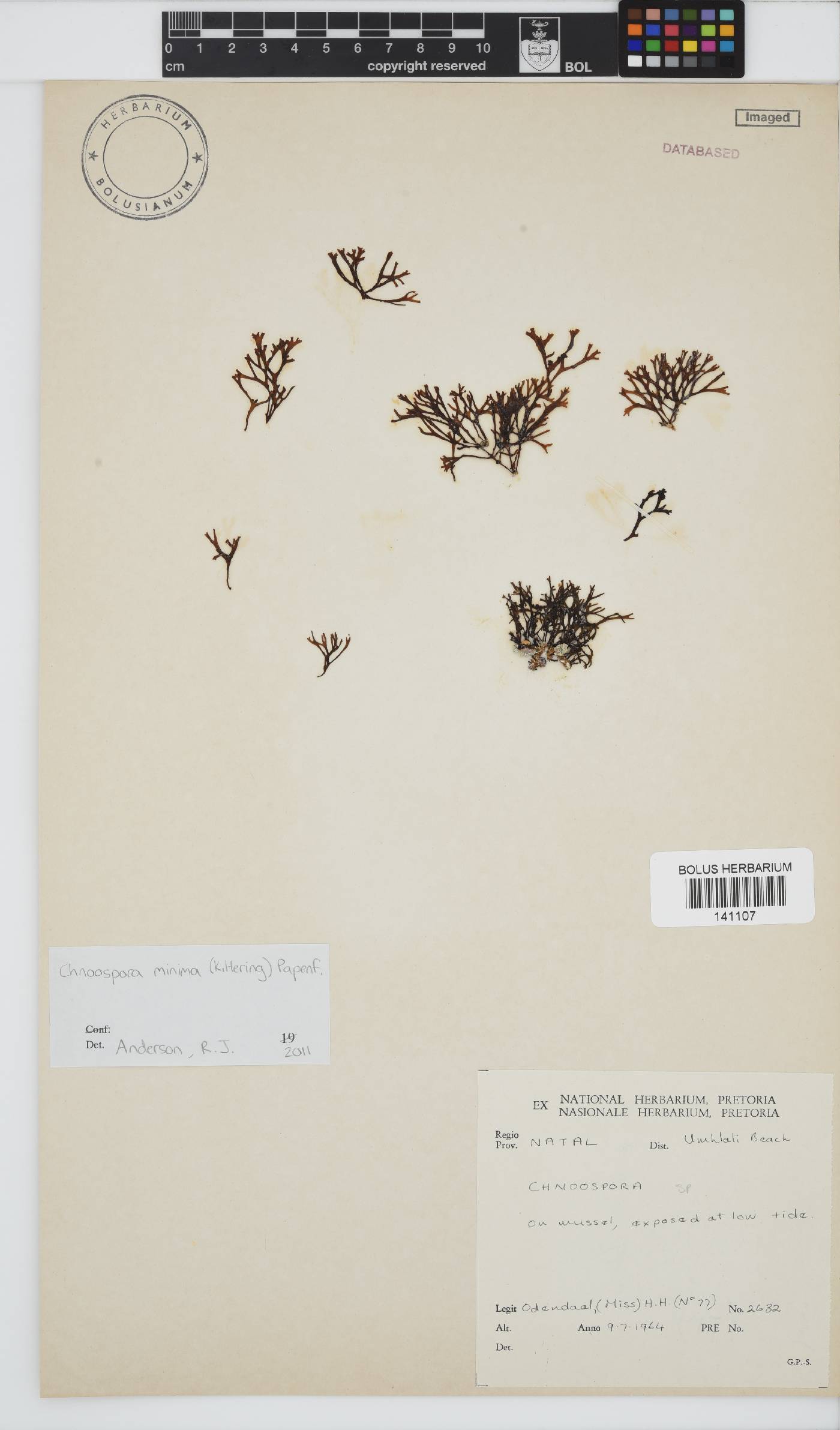 Chnoospora minima image