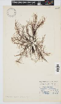 Image of Chordariopsis capensis