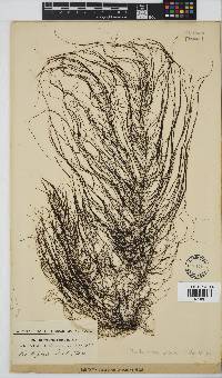 Chordariopsis capensis image
