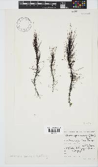 Chordariopsis capensis image