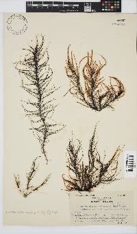 Chordariopsis capensis image