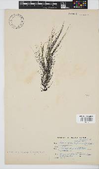 Chordariopsis capensis image