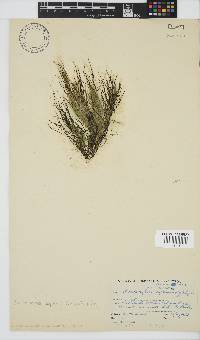 Chordariopsis capensis image