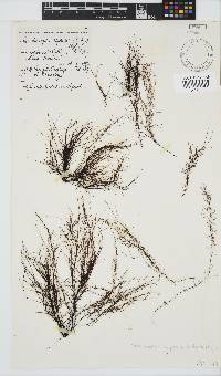 Chordariopsis capensis image
