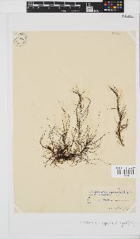 Chordariopsis capensis image
