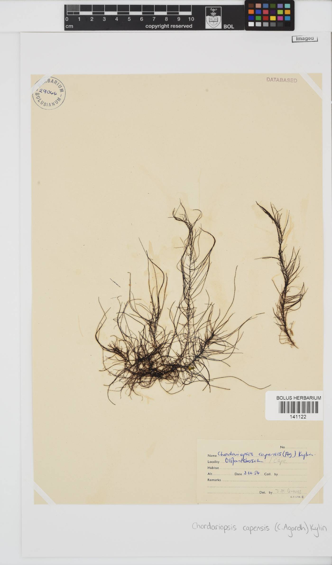 Adenocystaceae image