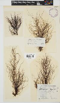 Chordariopsis capensis image