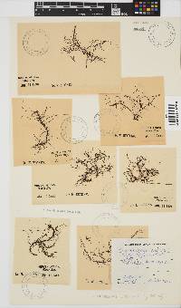 Chordariopsis capensis image