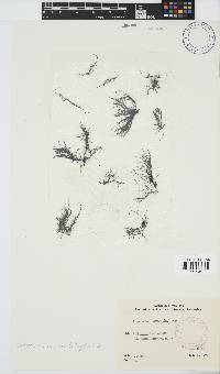 Chordariopsis capensis image