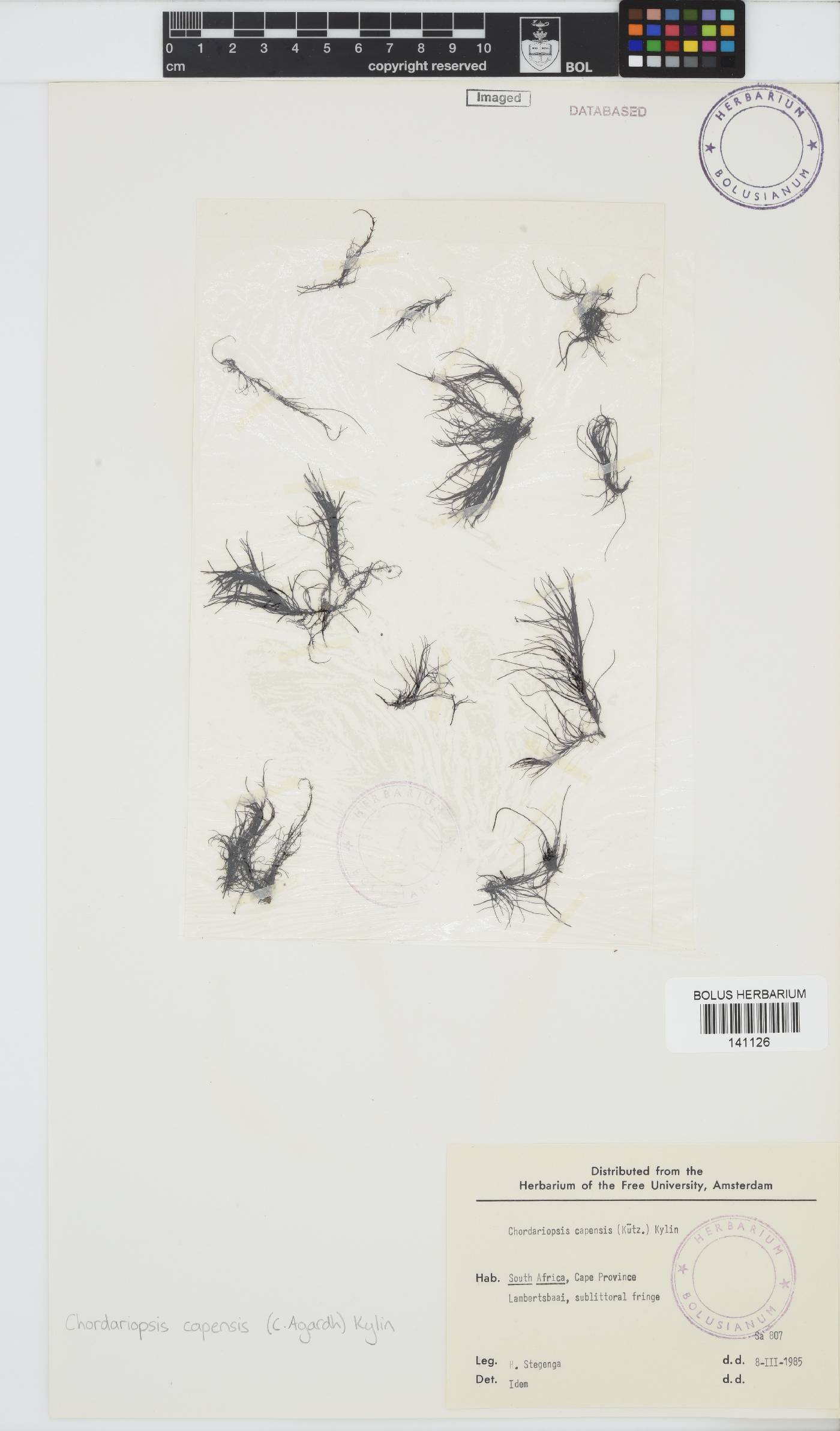 Chordariopsis capensis image