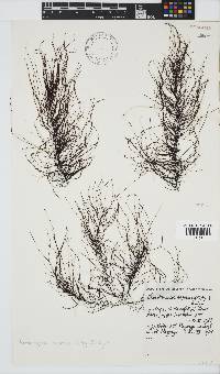 Chordariopsis capensis image