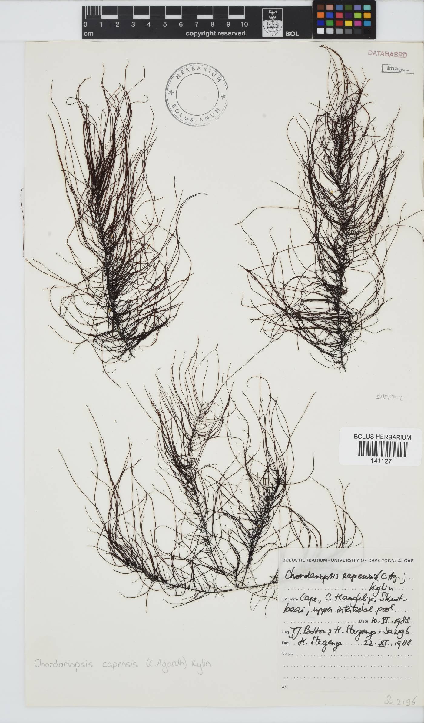 Chordariopsis capensis image