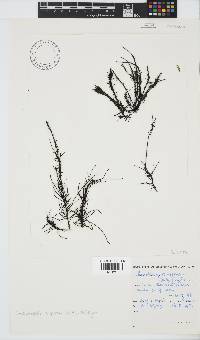 Chordariopsis capensis image