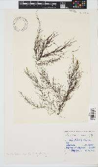 Chordariopsis capensis image