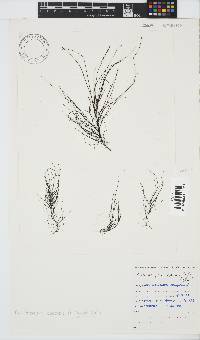 Chordariopsis capensis image