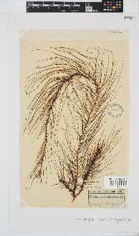 Chordariopsis capensis image