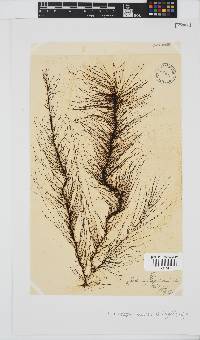 Chordariopsis capensis image