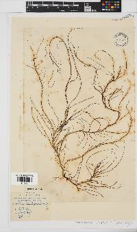 Chordariopsis capensis image