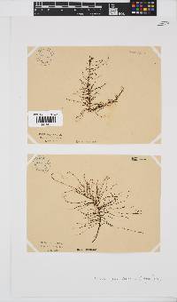 Chordariopsis capensis image
