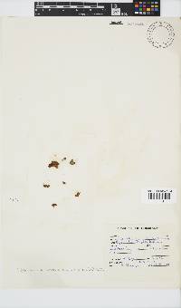 Colpomenia sinuosa image