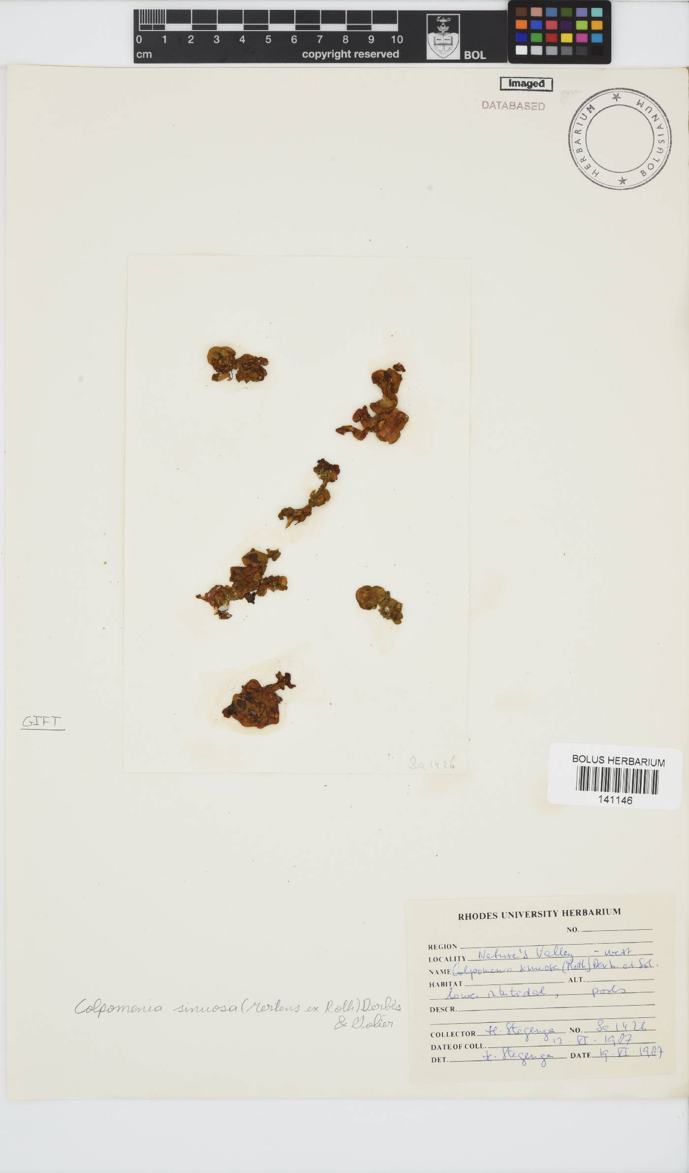 Colpomenia sinuosa image